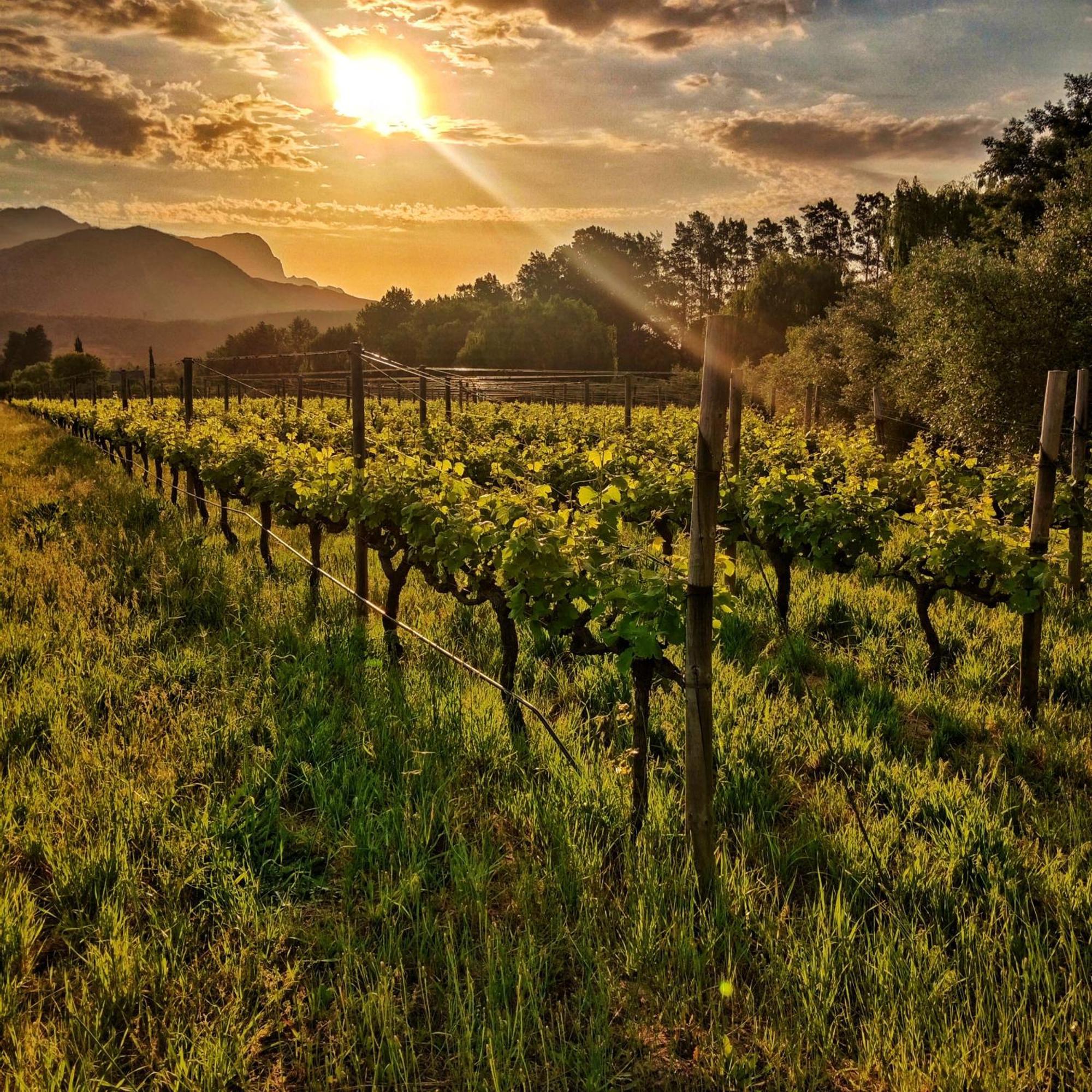Cabernet Cottage Be Still And Know Franschhoek Bagian luar foto